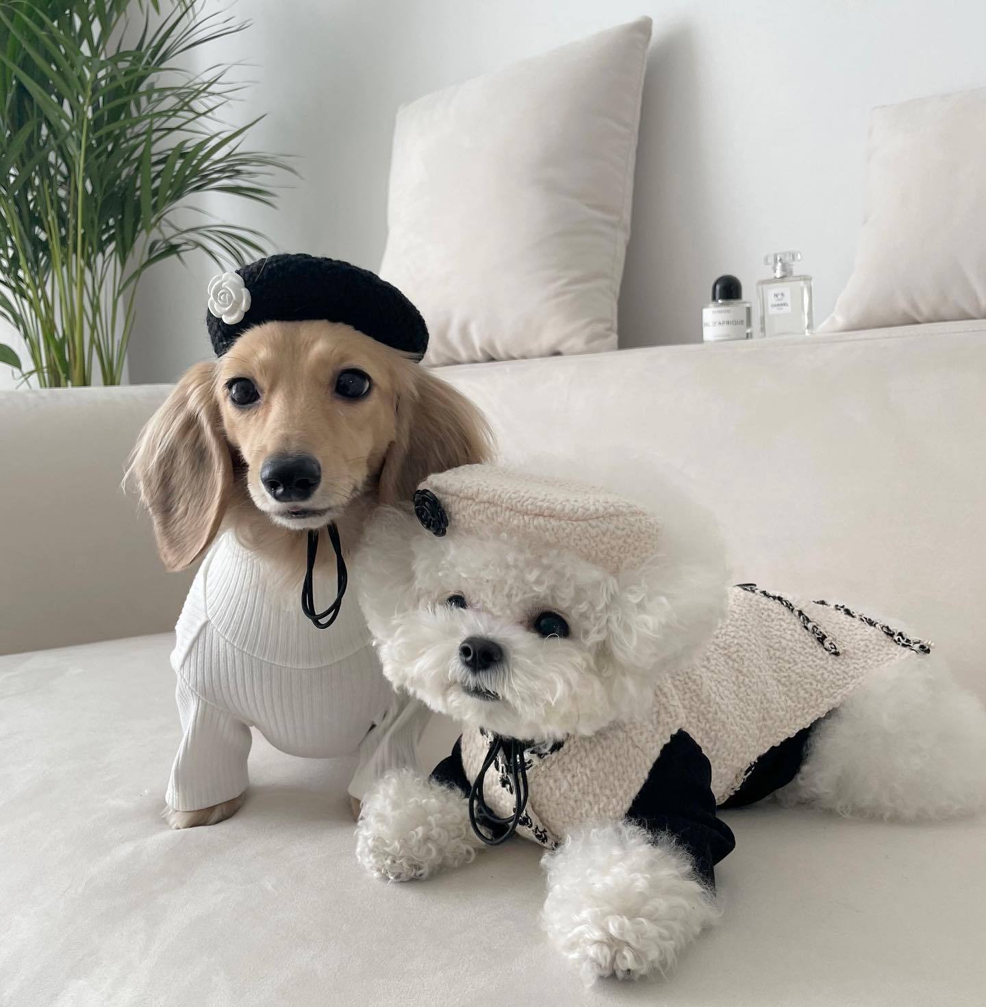 Neko Knit — knitted hat styled on pet